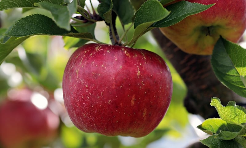 Fruits for Health